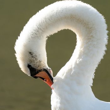 White swan (Cygnus olor), image was taken on the Moselle river close to Cochem, Germany