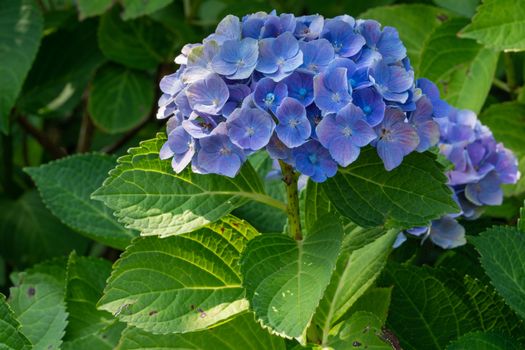Penny mac (Hydrangea macrophylla), flowers of summer