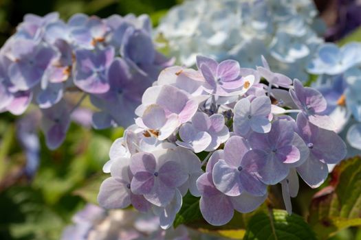 Penny mac (Hydrangea macrophylla), flowers of summer