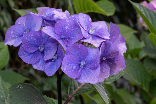 Penny mac (Hydrangea macrophylla), flowers of summer
