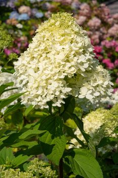 Hydrangea (Hydrangea paniculata), flowers of summer