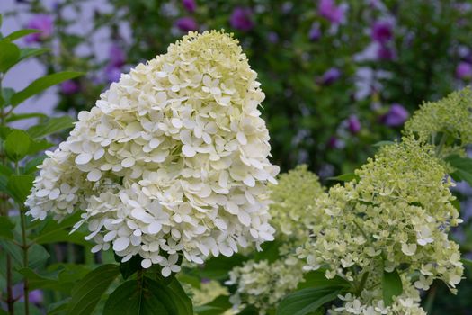 Hydrangea (Hydrangea paniculata), flowers of summer
