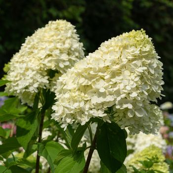 Hydrangea (Hydrangea paniculata), flowers of summer