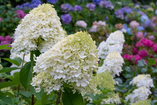 Hydrangea (Hydrangea paniculata), flowers of summer