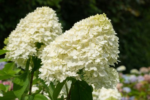 Hydrangea (Hydrangea paniculata), flowers of summer