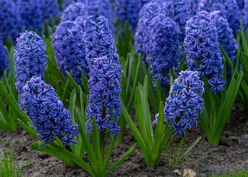 Common Hyacinth (Hyacinthus orientalis), flowers of springtime