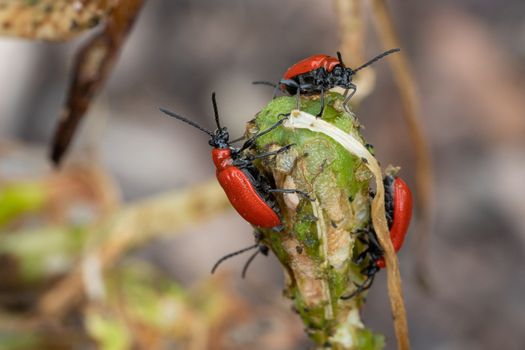 Lily leaf beetle (Lilioceris lilii), vermin in the gardens