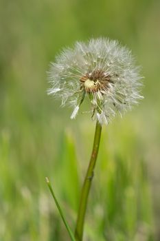 Common dandelion (Taraxacum), close up of the blowball