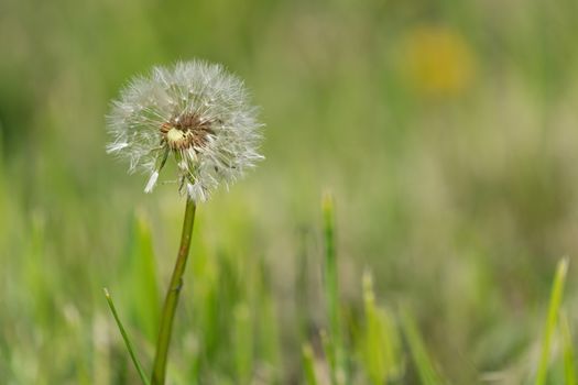 Common dandelion (Taraxacum), close up of the blowball