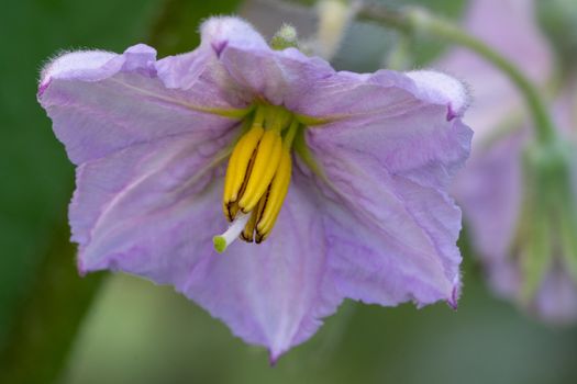 Blossom of aubergine plant (Solanum melongena)