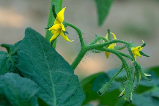 Blossom of tomato plant (Solanum lycopersicum)