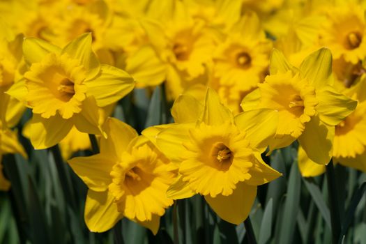 Daffodil (Narcissus pseudonarcissus), flowers of springtime