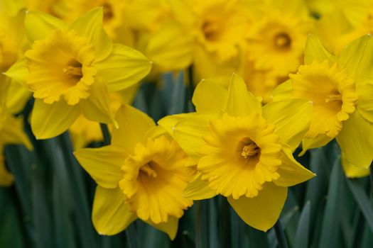 Daffodil (Narcissus pseudonarcissus), flowers of springtime