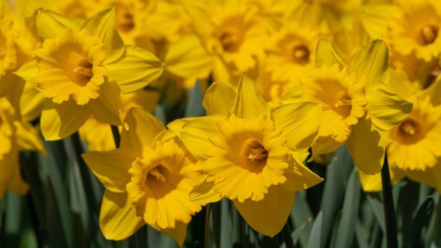 Daffodil (Narcissus pseudonarcissus), flowers of springtime