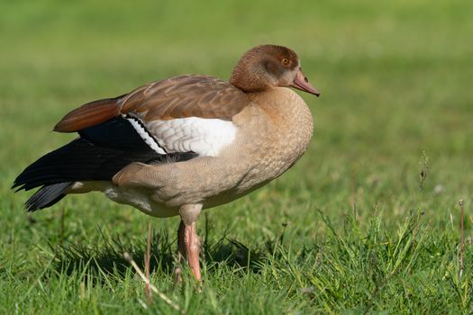 Nile Goose (Alopochen aegyptiaca), image was taken on the Moselle river close to Cochem, Germany