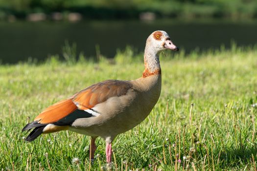 Nile Goose (Alopochen aegyptiaca), image was taken on the Moselle river close to Cochem, Germany