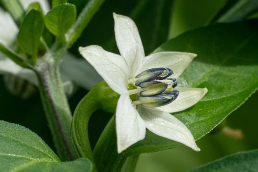 Blossom of dwarf chili plant (Capsicum annuum)