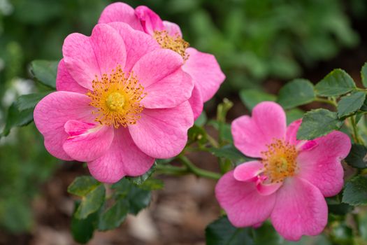 Dwarf rose (Rosa patio), bee-friendly flower of summer