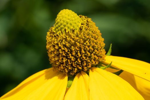 Shiny Coneflower (Rudbeckia nitida), flowers of summer