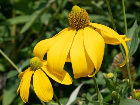 Shiny Coneflower (Rudbeckia nitida), flowers of summer