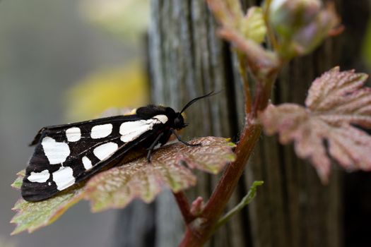 Cream-spot tiger (Arctia villica), close-up of the butterfly
