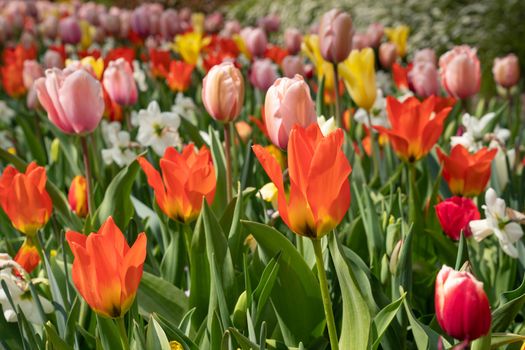 Close up of a colourful flowerbed during springtime