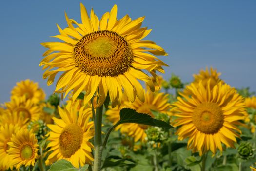 Sunflower (Helianthus annuus), close up of the flower head