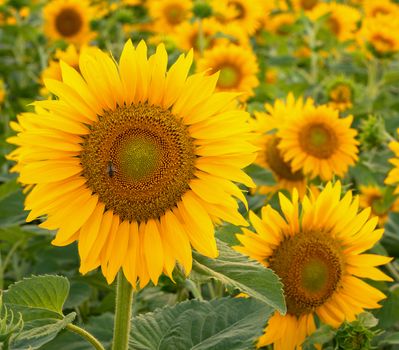 Sunflower (Helianthus annuus), close up of the flower head