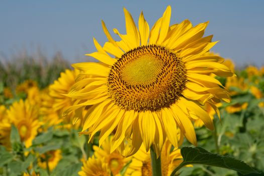 Sunflower (Helianthus annuus), close up of the flower head