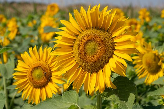 Sunflower (Helianthus annuus), close up of the flower head