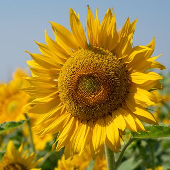 Sunflower (Helianthus annuus), close up of the flower head