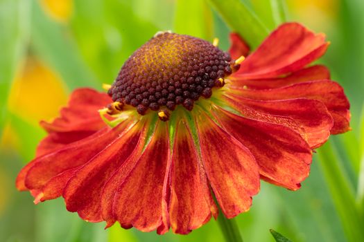 Helens Flower (Helenium), flowers of summertime