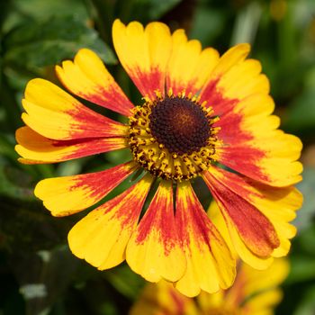 Helens Flower (Helenium), flowers of summertime