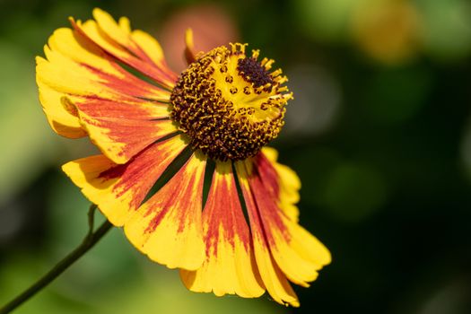 Helens Flower (Helenium), flowers of summertime