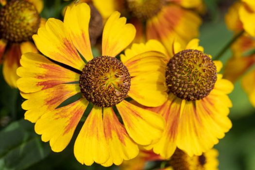 Helens Flower (Helenium), flowers of summertime