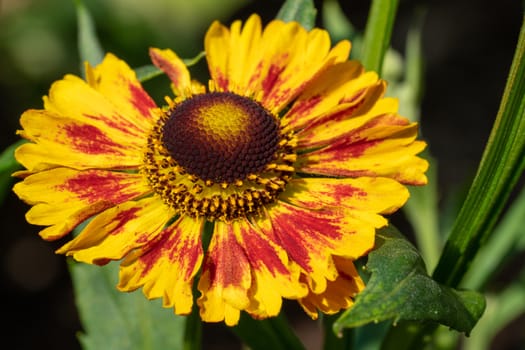 Helens Flower (Helenium), flowers of summertime