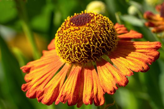 Helens Flower (Helenium), flowers of summertime
