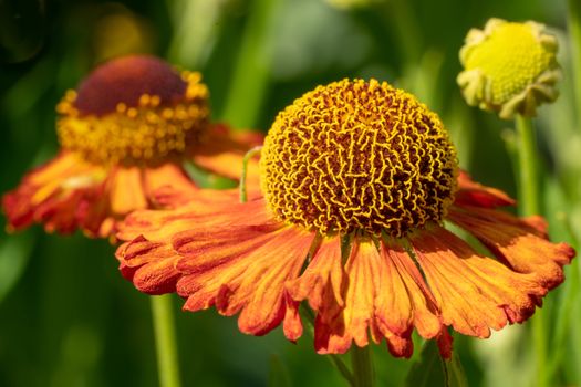 Helens Flower (Helenium), flowers of summertime