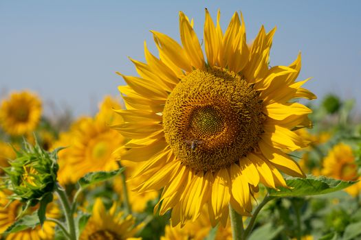 Sunflower (Helianthus annuus), close up of the flower head