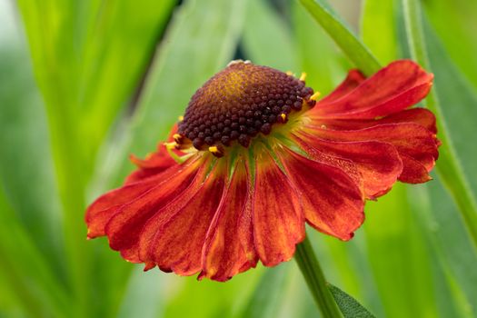 Helens Flower (Helenium), flowers of summertime