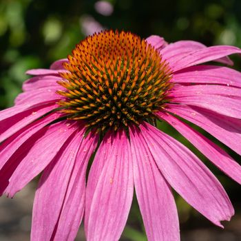 Coneflower (Echinacea purpurea), flowers of summer