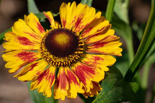 Helens Flower (Helenium), flowers of summertime