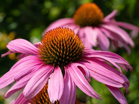 Coneflower (Echinacea purpurea), flowers of summer