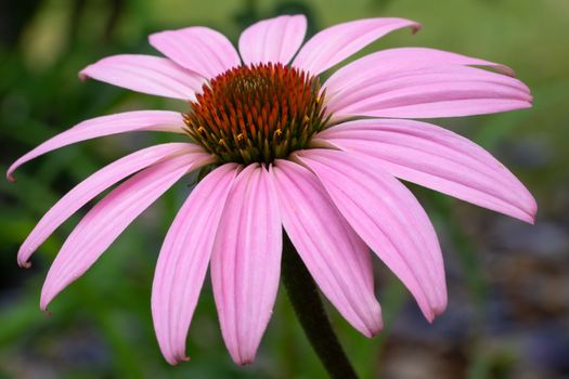 Coneflower (Echinacea purpurea), flowers of summer