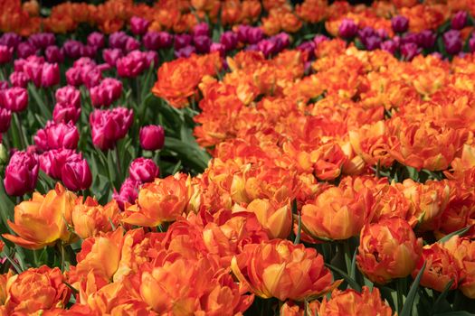 Tulip (Tulipa), close up of the flower of spring