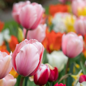 Tulip (Tulipa), close up of the flower of spring