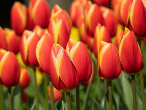 Tulip (Tulipa), close up of the flower of spring