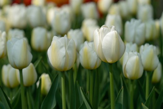 Tulip (Tulipa), close up of the flower of spring