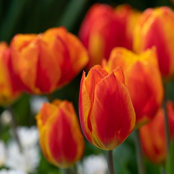 Tulip (Tulipa), close up of the flower of spring