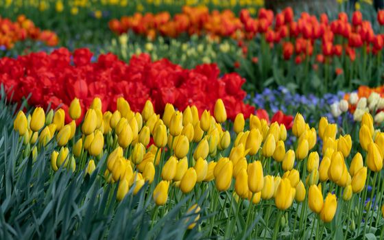 Tulip (Tulipa), close up of the flower of spring